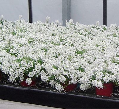 Alyssum