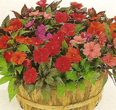 New Guinea Impatiens