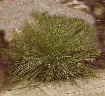Festuca
