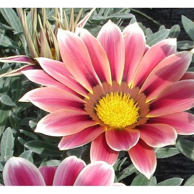 Gazânia (Funcionária)