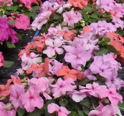 Impatiens (Beijo-Americano)