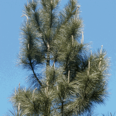 Pinus Elliottii