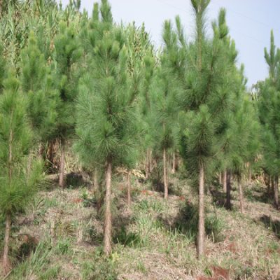 Pinus Taeda