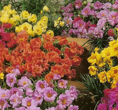 Portulaca (Onze-horas)