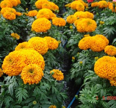 Tagetes (Tagetão)