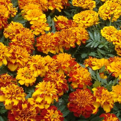 Tagete (Cravo de Defunto)