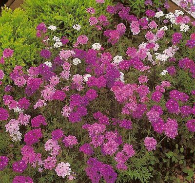 Verbena