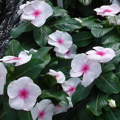 Vinca