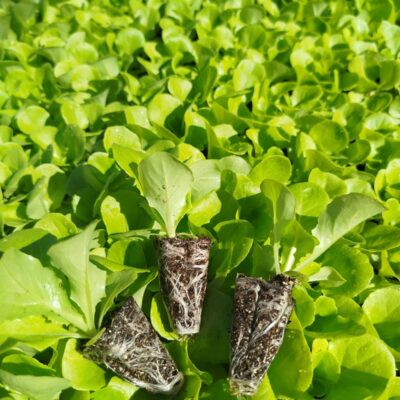ALFACE LISA