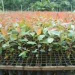 Eucalipto Grandis Clone