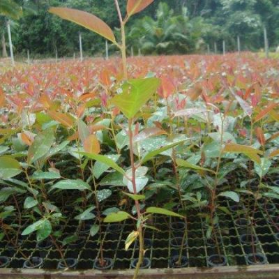 Eucalipto Grandis Clone