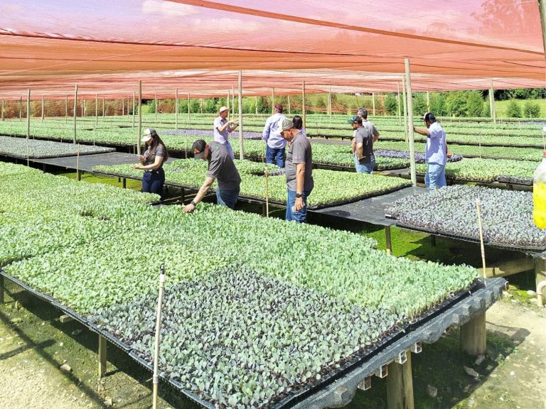 Florestal Rio Verde - Galeria de fotos