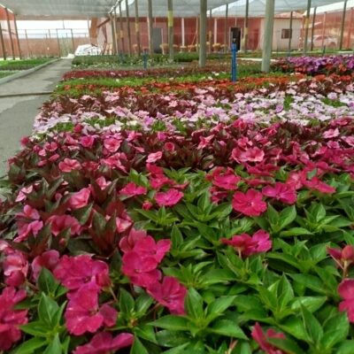 IMPATIENS DO SOL (SUNPATIENS ORIGINAL)
