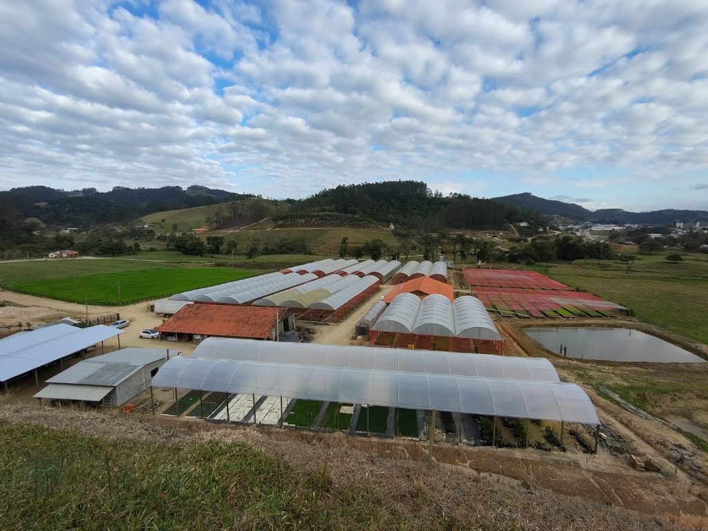 Sobre a Florestal Rio Verde - Viveiro de mudas