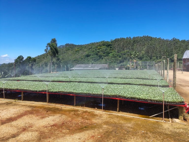 Florestal Rio Verde - Galeria de fotos