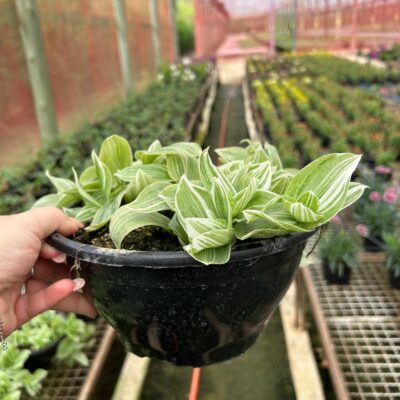 LAMBARI VERDE CUIA
