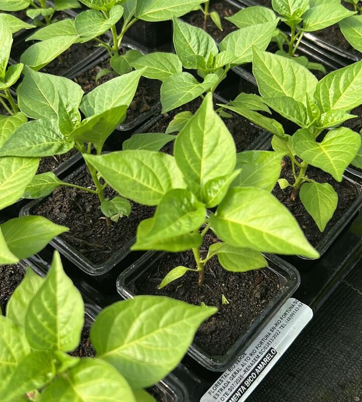 PIMENTA BICO AMARELO