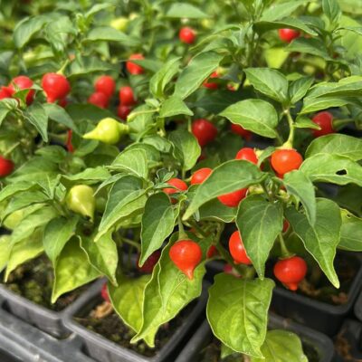 PIMENTA BICO VERMELHO