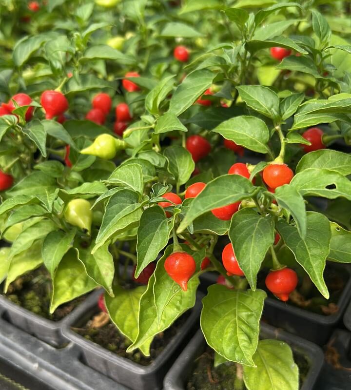 PIMENTA BICO VERMELHO