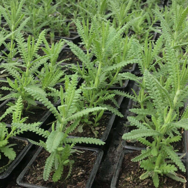 LAVANDA
