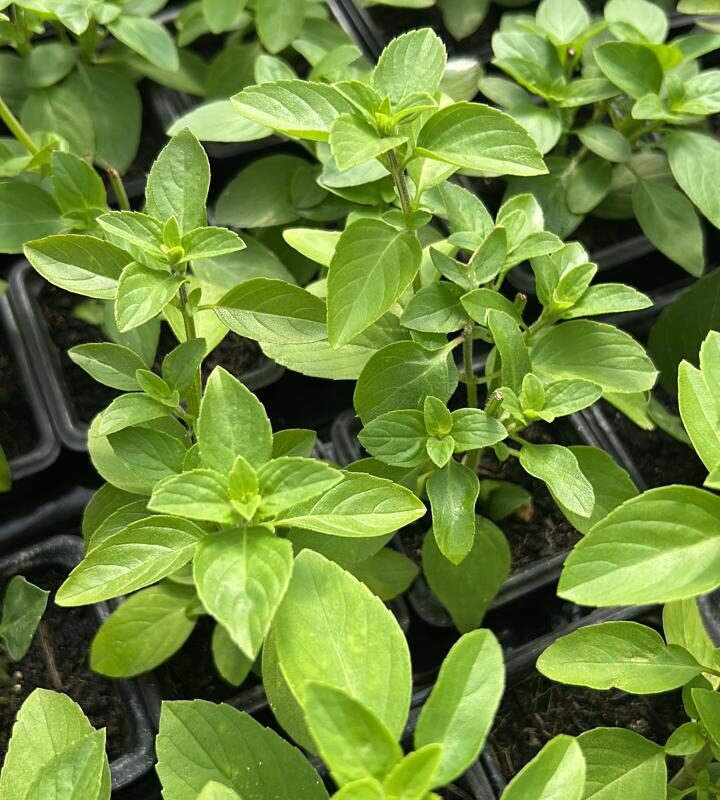 MANJERICÃO VERDE