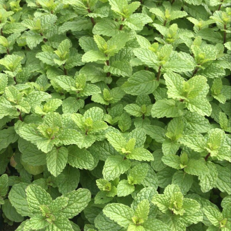 MENTA