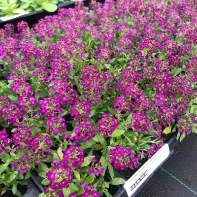 FLOR DE MEL ROXA
