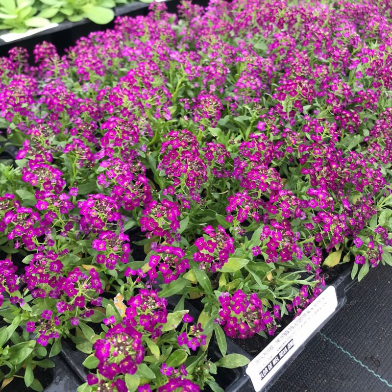 FLOR DE MEL ROXA