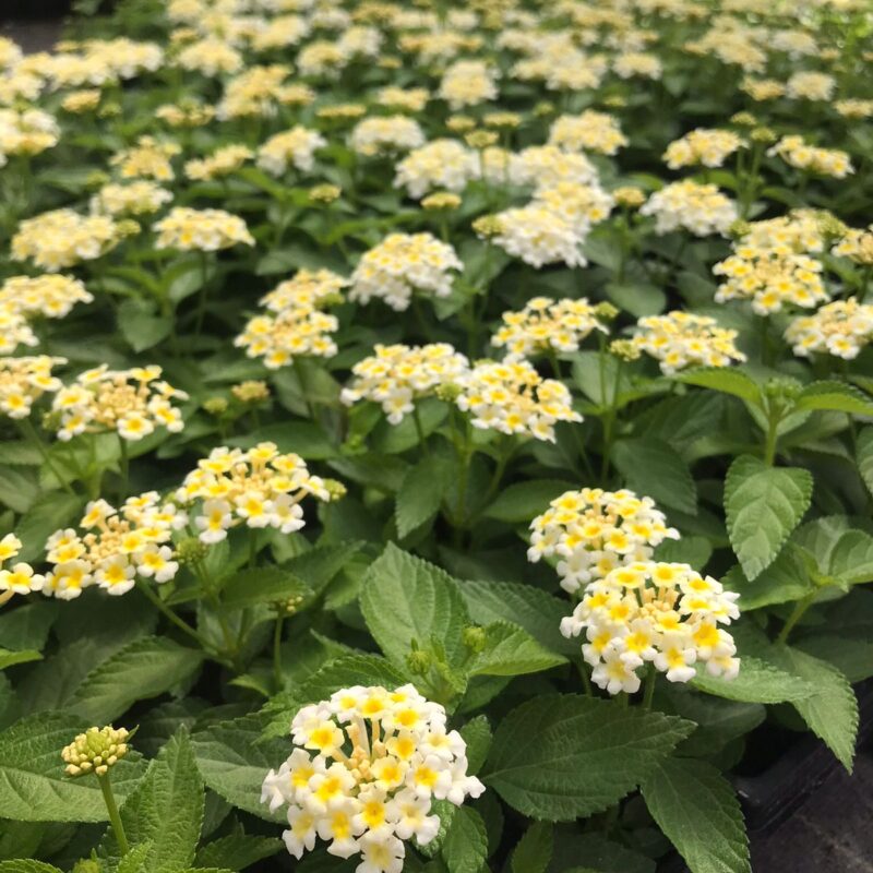 LANTANA BRANCA