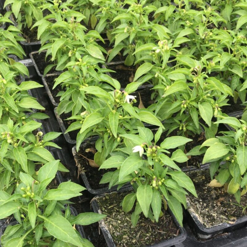 PIMENTA ESPAGUETINHO
