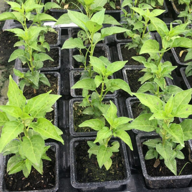 PIMENTA MALAGUETA