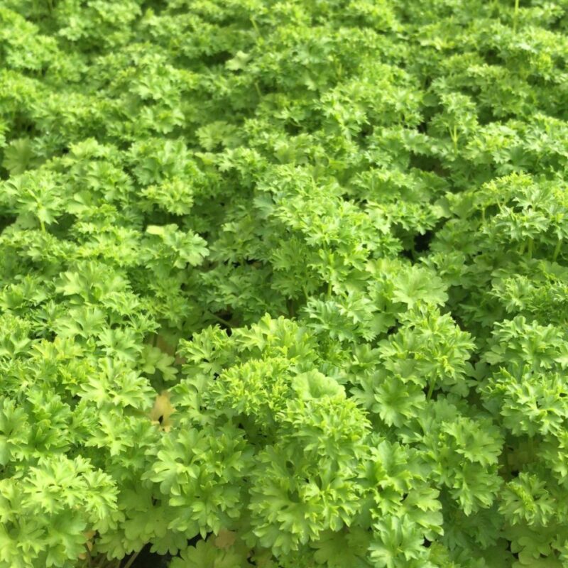 SALSA CRESPA