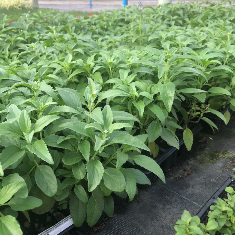 SALVIA FARINACEA
