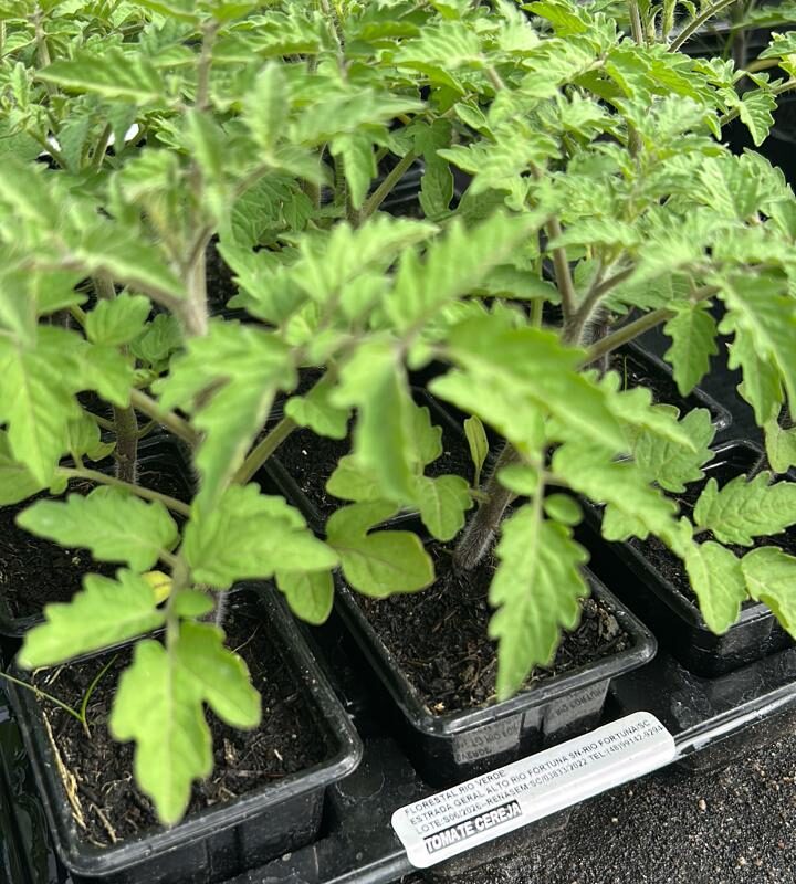 TOMATE CEREJA CAROLINA