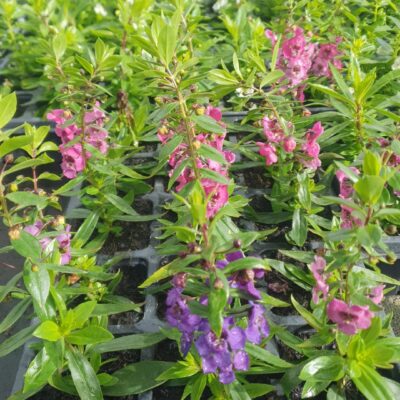 ANGELONIA