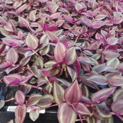 LAMBARI ROXO