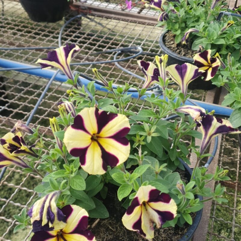 PETUNIA CUIA (10)