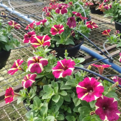 PETUNIA CUIA (11)