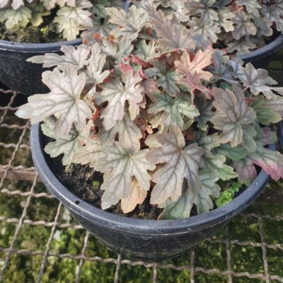 HEUCHERA