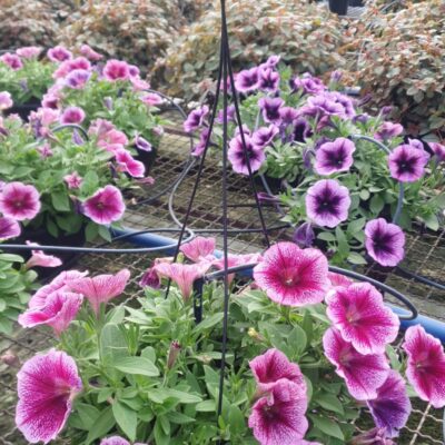 PETUNIA CUIA (8)