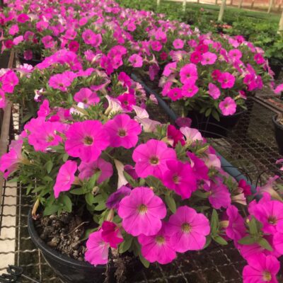 PETUNIA CUIA (9)