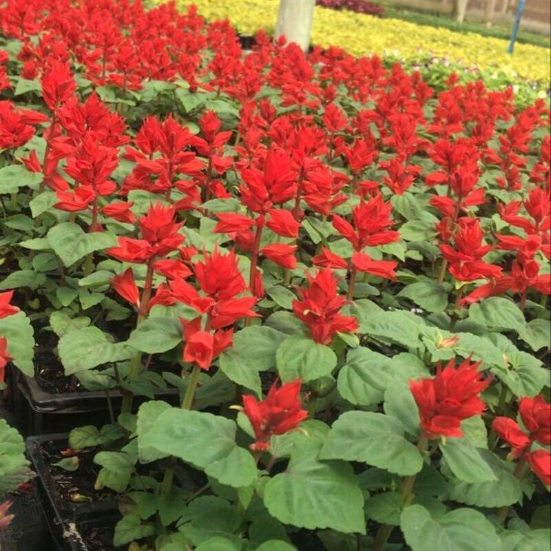 SALVIA VERMELHA