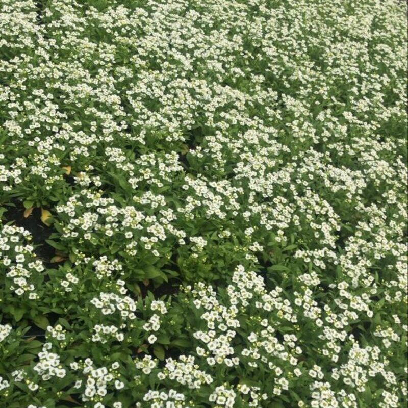 FLOR DE MEL BRANCA