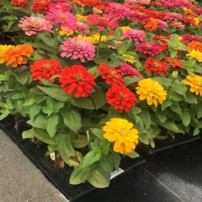 ZINNIA
