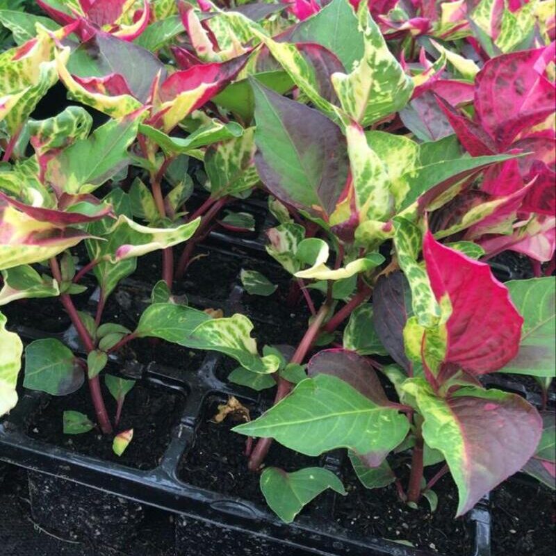 EREZINE VARIEGATA