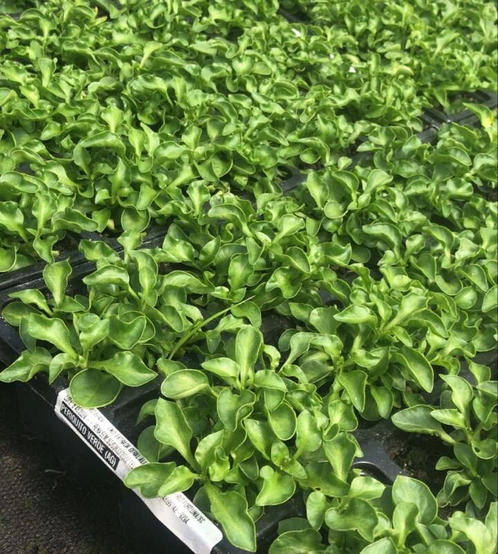 PERIQUITO VERDE