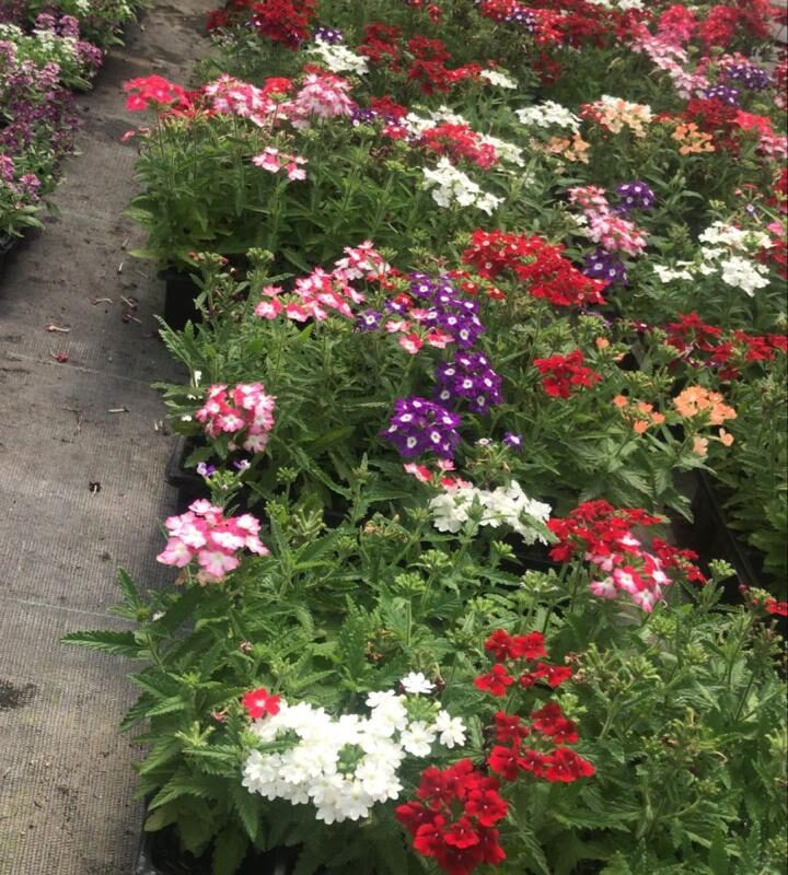 VERBENA