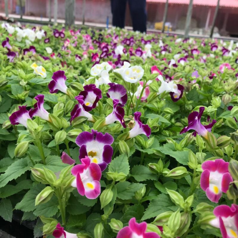 TORENIA