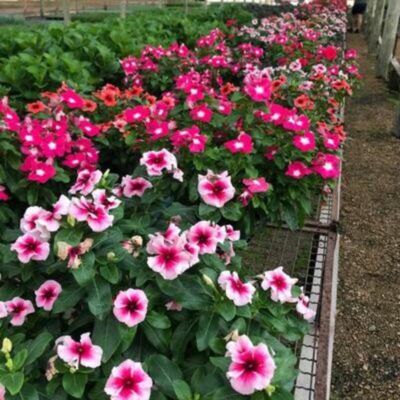 VINCA CUIA
