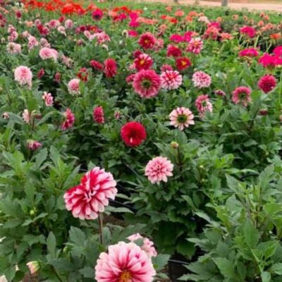 MINI DAHLIA